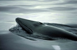 Minke whales have distinctive white bands on each of their pectoral fins